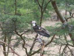 Bologonja_Seronera2009-27